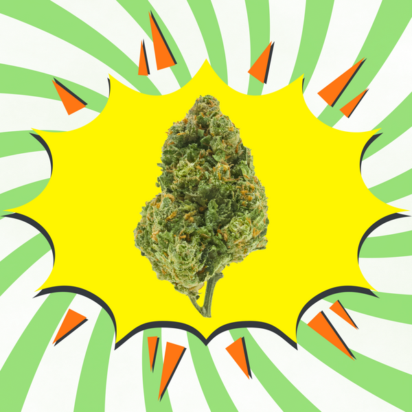 Amnesia Haze CBD - Flores CBD - Indoor