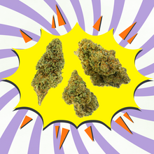 Fruit cake CBD - Flores CBD - Greenhouse / Glasshouse
