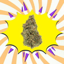 Gelato 41 CBD - Flores CBD - Greenhouse / Glasshouse