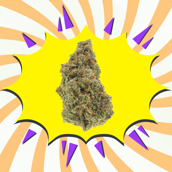 Gelato 41 CBD - Flores CBD - Greenhouse / Glasshouse
