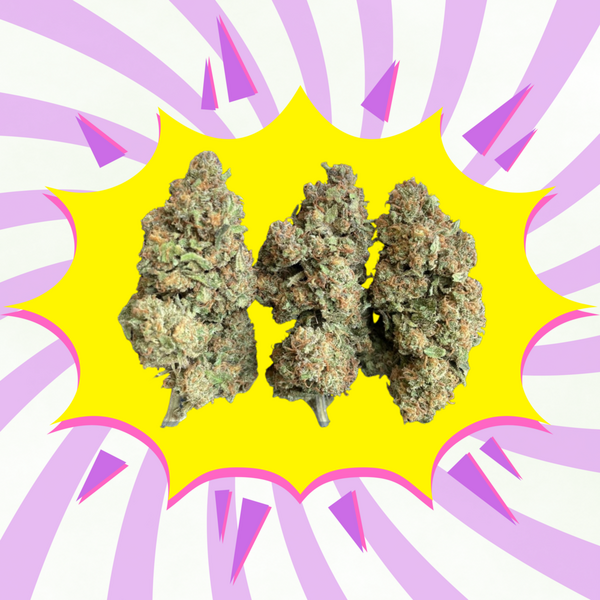 Sweet Berry - Flores CBD - Greenhouse / Glasshouse